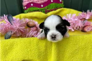 Esther - puppy for sale
