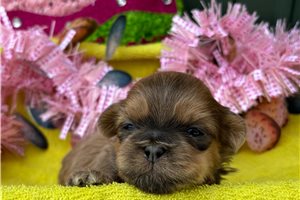 Emily - puppy for sale