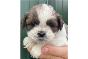 Peyton - Shih Tzu for sale