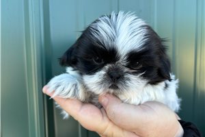 Nitro - puppy for sale