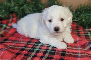 Hoover - Bichon Frise for sale