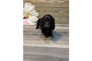 Allie - puppy for sale