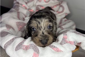Apollo - puppy for sale