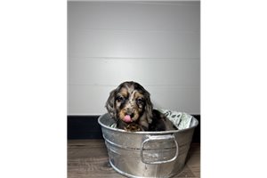 Alvin - Dachshund, Mini for sale