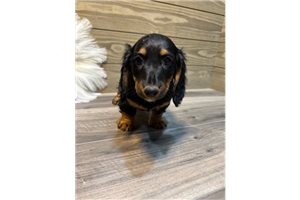 Atticus - Dachshund, Mini for sale