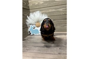 Garrison - Dachshund, Mini for sale
