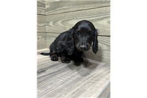 Gustavo - Dachshund, Mini for sale