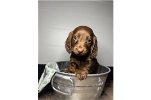 Amina - Dachshund, Mini for sale