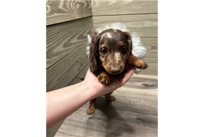 Gordan - Dachshund, Mini for sale