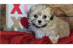 Riesling - Shichon for sale