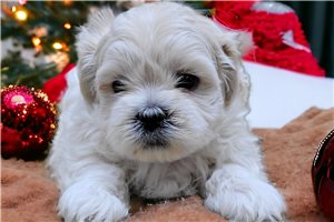 Carter - Shichon for sale