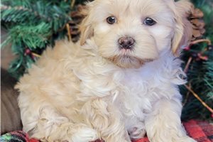 Bailey - Shichon for sale