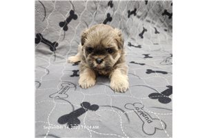 Tia - puppy for sale