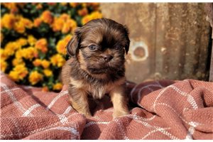 Tipton - puppy for sale