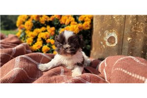 Thoreau - puppy for sale
