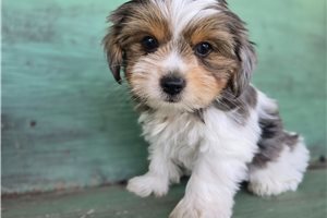 Hannah - Yorkshire Terrier - Yorkie for sale