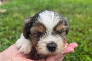 Hannah - Yorkshire Terrier - Yorkie for sale