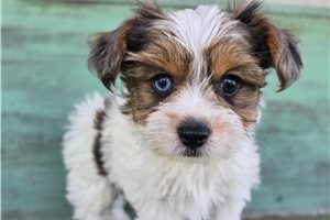 Heather - Yorkshire Terrier - Yorkie for sale