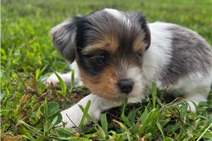 Hazel - puppy for sale