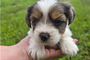 Heather - puppy for sale