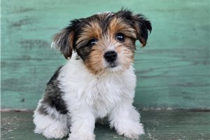 Hazel - Yorkshire Terrier - Yorkie for sale
