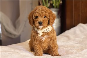Theodore - puppy for sale