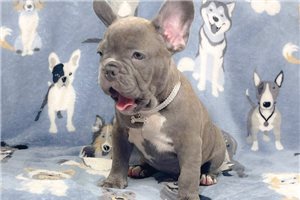 Ethan - French Bulldog for sale