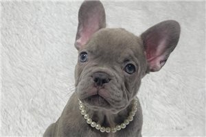 Everett - French Bulldog for sale