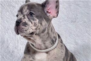 Enzo - French Bulldog for sale