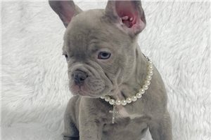 Everett - puppy for sale