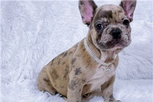 Emmett - puppy for sale