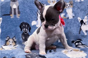Giselle - French Bulldog for sale