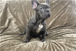 Einstein - French Bulldog for sale