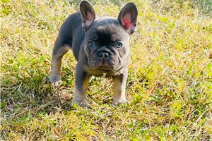 Haven - puppy for sale