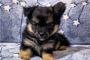 Zander - puppy for sale