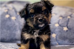 Zion - Shihpom for sale