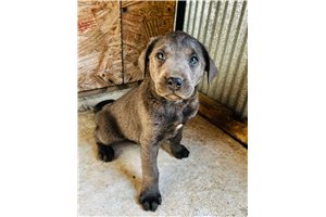 Nate - puppy for sale