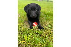 Nayla - puppy for sale
