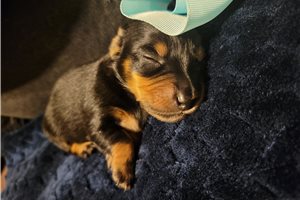 Clay - Dachshund, Mini for sale