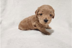 Oliver - Malti Poo - Maltipoo for sale