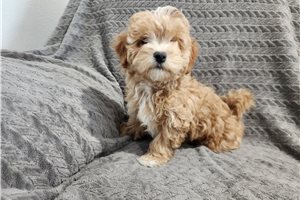 Owen - Malti Poo - Maltipoo for sale