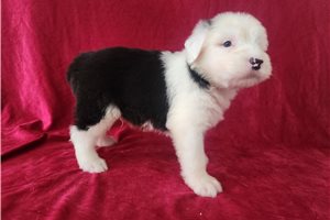 Silas - Old English Sheepdog for sale