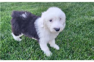 Celtie - puppy for sale