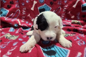 Niles - Old English Sheepdog for sale