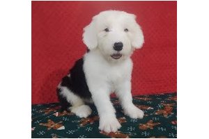Cooper - Old English Sheepdog for sale