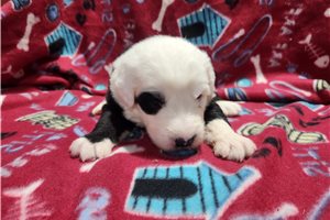 Niko - Old English Sheepdog for sale