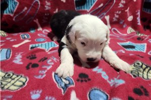 Pippa - Old English Sheepdog for sale