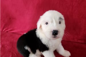 Clement - Old English Sheepdog for sale