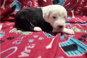 Phineas - Old English Sheepdog for sale