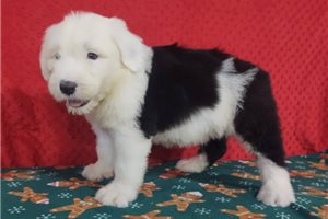 Cody - Old English Sheepdog for sale